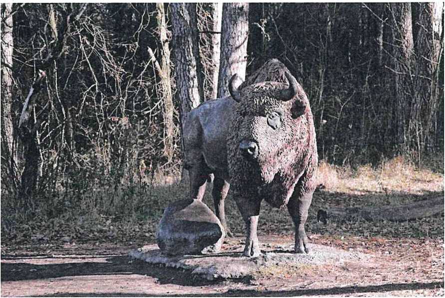 Дорога к зубрам - фото 1